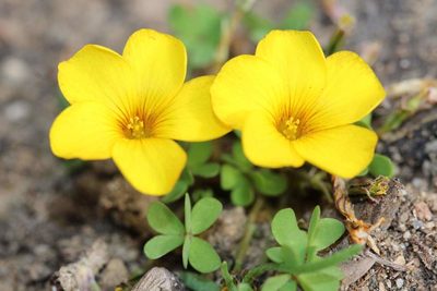 Oxalis perdicaria, photographed by Cesar Ormazabal
