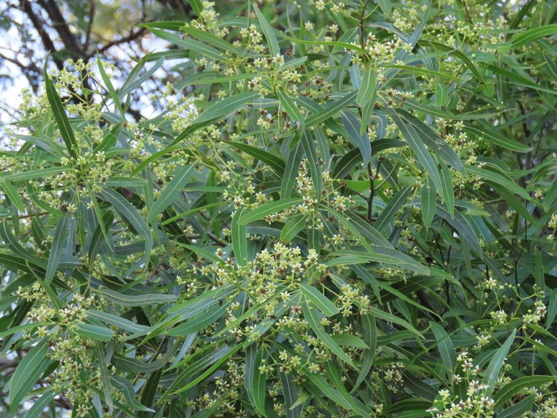 Nectandra angustifolia, photographed by Florencia Grattarola
