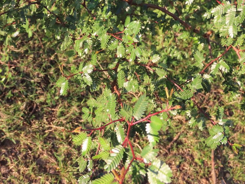 Mimosa uraguensis, photographed by Florencia Grattarola