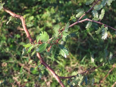 Mimosa uraguensis, photographed by Florencia Grattarola