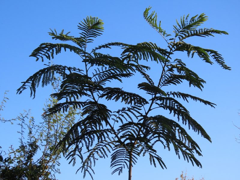Peltophorum dubium, photographed by Florencia Grattarola
