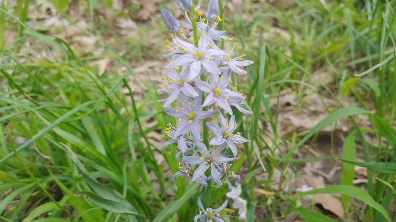 Camassia scilloides, photographed by Ryan Sorrells