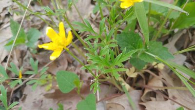 Ranunculus fascicularis, photographed by Ryan Sorrells