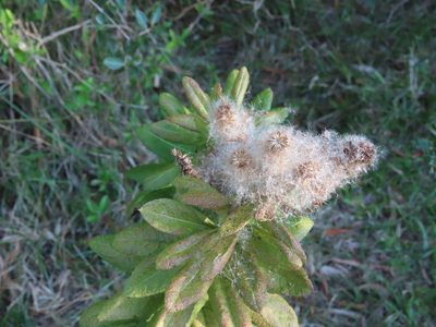 Pterocaulon polystachyum, photographed by Florencia Grattarola