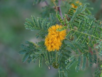 Vachellia caven, photographed by Florencia Grattarola