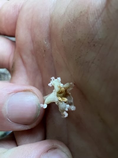 Tournefortiopsis dependens, photographed by Nicolás Baresch Uribe