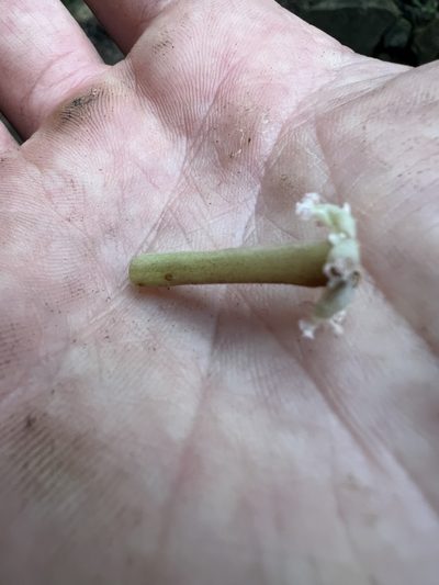Tournefortiopsis dependens, photographed by Nicolás Baresch Uribe