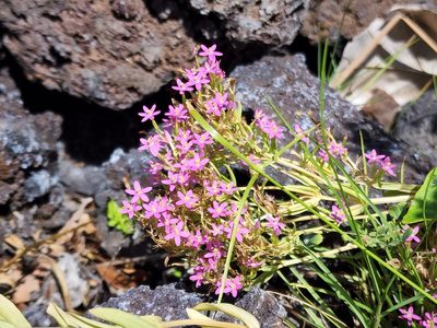 Centaurium erythraea, photographed by Tyler Bishop