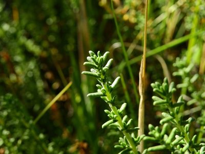 Junellia succulentifolia, photographed by Guillermo Debandi