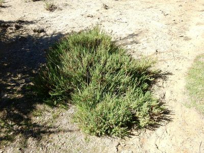 Junellia succulentifolia, photographed by Guillermo Debandi