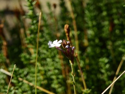 Junellia succulentifolia, photographed by Guillermo Debandi