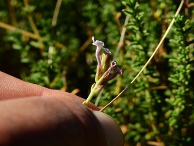 Junellia succulentifolia, photographed by Guillermo Debandi