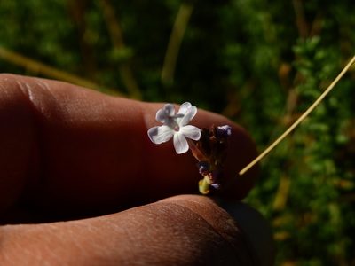 Junellia succulentifolia, photographed by Guillermo Debandi