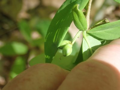 Dirca palustris, photographed by Lynn Harper