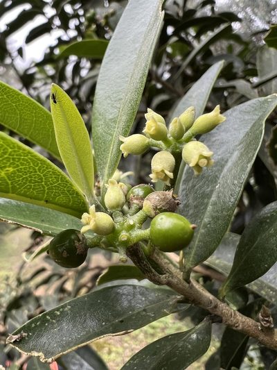 Daphnopsis caracasana, photographed by Nicolás Baresch Uribe