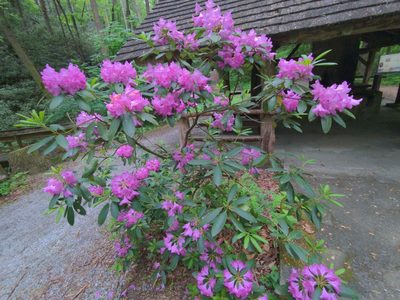 Rhododendron catawbiense, photographed by Sam Taylor