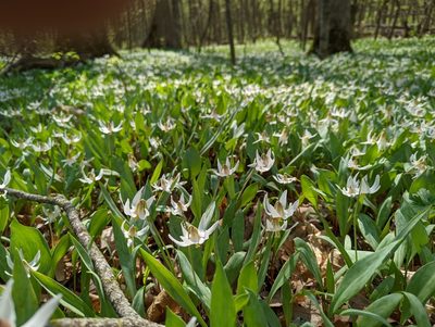 Erythronium albidum, photographed by Ian Lane