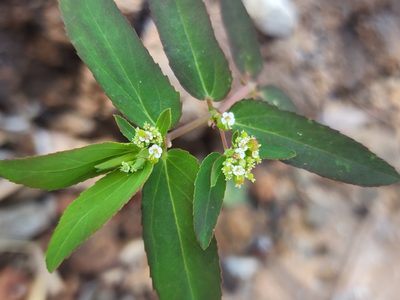 Euphorbia hypericifolia, photographed by Tyler Bishop