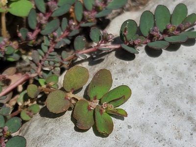 Euphorbia thymifolia, photographed by Tyler Bishop