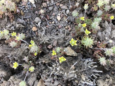 Ranunculus testiculatus, photographed by Christine Rudman