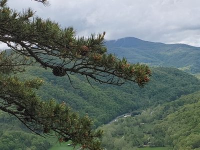 Pinus pungens, photographed by Craig Martin