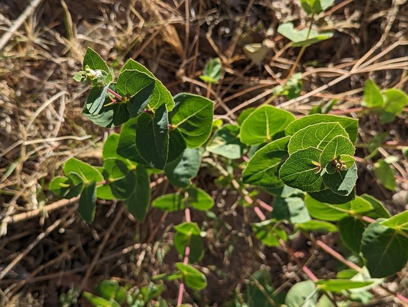 Guardiola platyphylla, photographed by Rachel Stringham