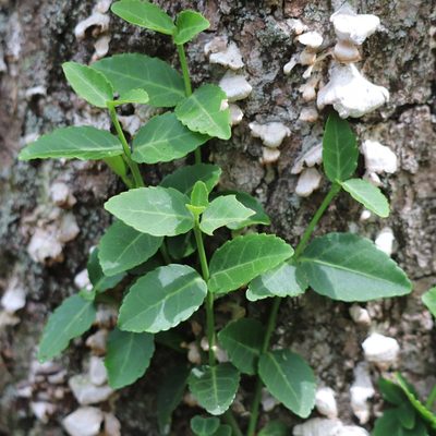 Euonymus fortunei, photographed by Mark Apgar