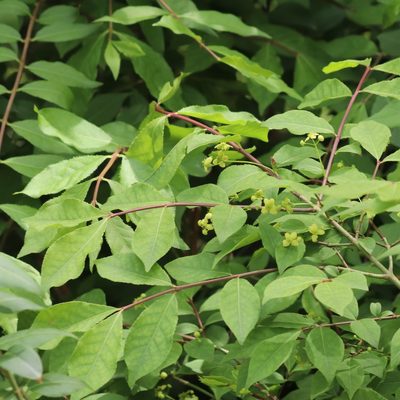 Euonymus alatus, photographed by Mark Apgar