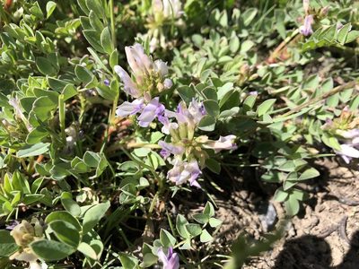 Astragalus iodanthus, photographed by Christine Rudman