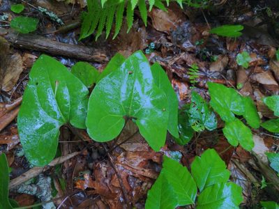 Asarum arifolium, photographed by Sam Taylor