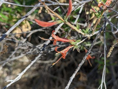 Anisacanthus thurberi, photographed by Rachel Stringham
