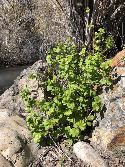 Ribes inerme, photographed by Christine Rudman