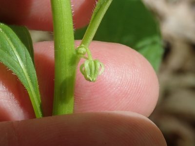 Hybanthus concolor, photographed by Lynn Harper