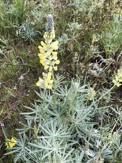 Lupinus sulphureus, photographed by Matt D'Agrosa