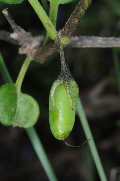 Salpichroa scandens, photographed by aacocucci