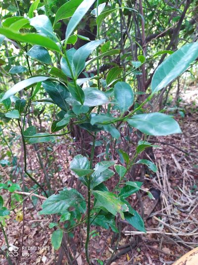 Ocotea acutifolia, photographed by Mariano Cosentino