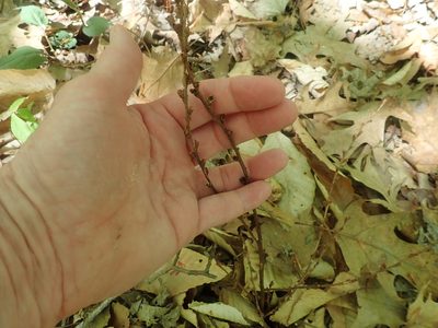Epifagus virginiana, photographed by Lynn Harper