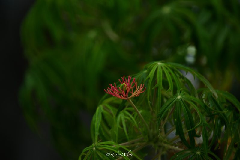 Jatropha multifida, photographed by Robin White