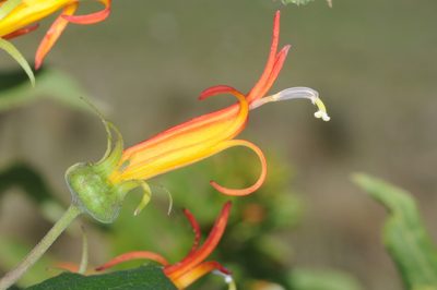 Siphocampylus nemoralis, photographed by aacocucci
