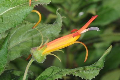 Siphocampylus nemoralis, photographed by aacocucci