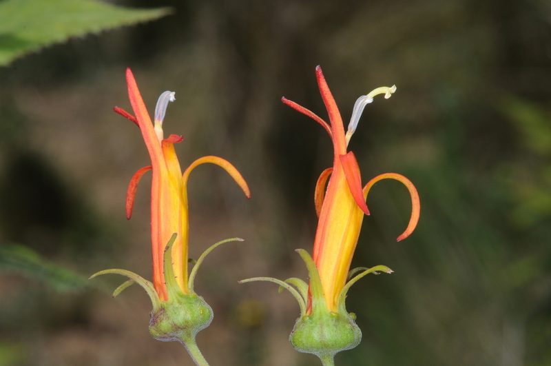Siphocampylus nemoralis, photographed by aacocucci