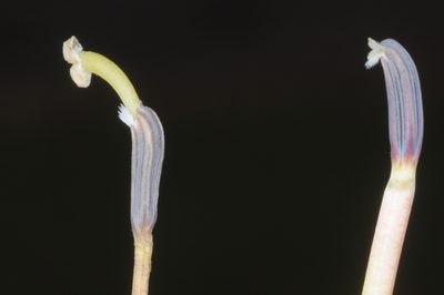 Siphocampylus nemoralis, photographed by aacocucci