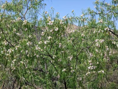Chilopsis linearis, photographed by Rachel Stringham