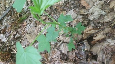 Ribes americanum, photographed by Loopy30
