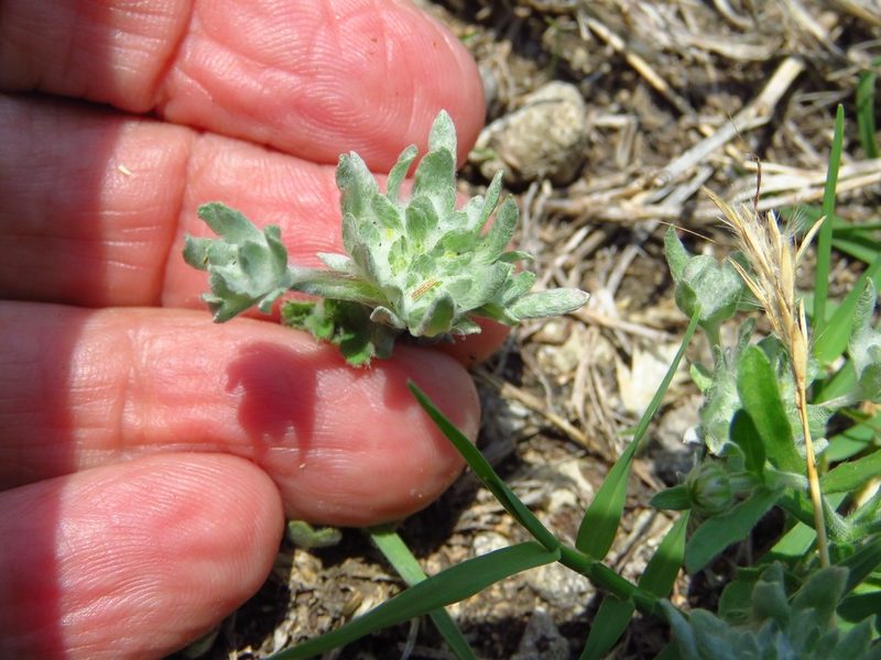 Diaperia prolifera, photographed by Annika Lindqvist