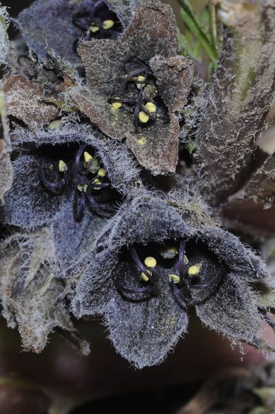 Jaborosa rotacea, photographed by aacocucci