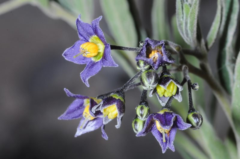 Solanum endoadenium, photographed by aacocucci
