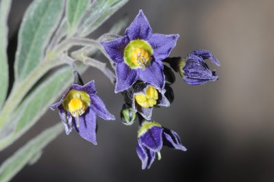 Solanum endoadenium, photographed by aacocucci