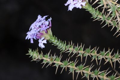Junellia juniperina, photographed by aacocucci