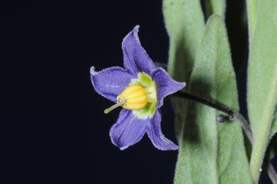 Solanum endoadenium, photographed by aacocucci